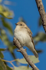 Jacky Winter in Queensland Australia