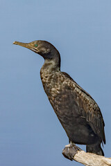 Little Black Cormorant in Queensland Australia