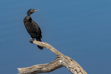 Little Black Cormorant in Queensland Australia