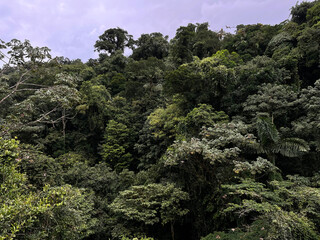 Green vegetation in the rainy season in Costa Rica.