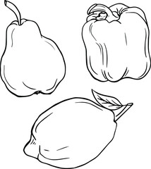 Drawn lemon in vector. Pepper drawn in ink. Line art pear. Set of vegetables. Citrus. Vitamins. Vegetables and fruits are drawn with lines. Food.