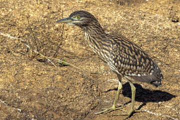 Juvenile Nankeen Night Heron in Queensland Australia