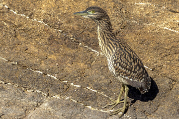 Juvenile Nankeen Night Heron in Queensland Australia