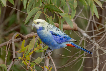 Pale-headed Rosella in Queensland Australia