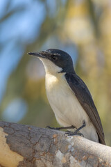 Paperbark Flycatcher in Queensland Australia