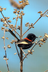 Red-backed Fairywren in Queensland Australia