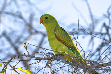 Red-winged Parrot in Queensland Australia