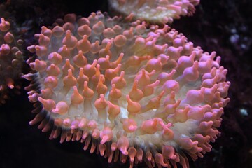 Fototapeta premium Pink and white sea anemone