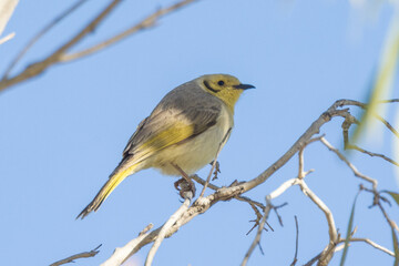 Yellow-tinted Honeyeater in Queensland Australia