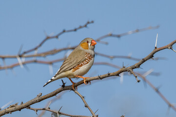 Fototapeta premium Zebra Finch in Queensland Australia