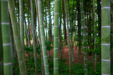 Green bamboo forest in Georgia on summer day