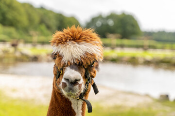 A brown and white Alpaca head with a halter on. In a green field with flowers, wooden fence, pond...