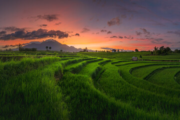 Fototapeta na wymiar Nature portrait of rice fields and mountains in rural Indonesia with sunrise