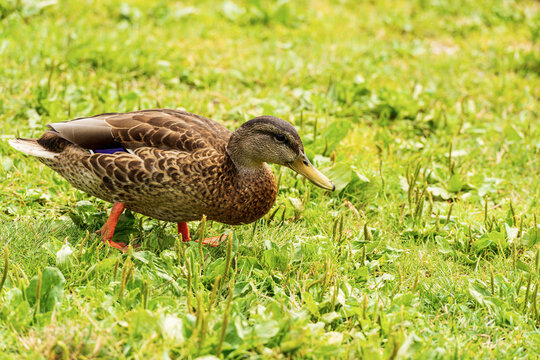Close-up of a female of mallard duck (Anas platyrhynchos) standing on a green meadow. Italy, Europe