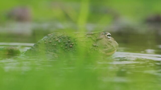 African Giant Bullfrog Attacking And Fighting In A Pond - close up shot