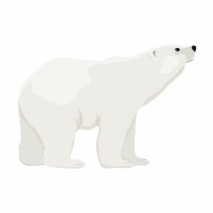 The polar bear looks up. Realistic vector animal of the Arctic