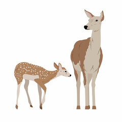 Noble deer and her cub. Realistic vector animal