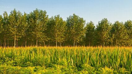 poplars and corn view in countryside