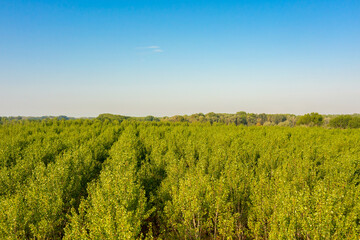 poplars view in Italian countryside