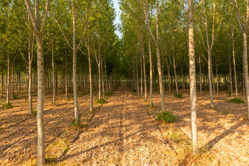 poplars view in Italian countryside