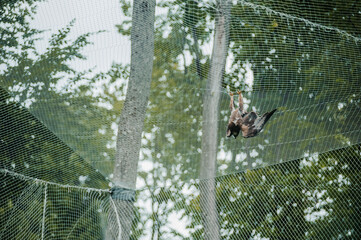 Hawk in the forest, mesh in the background. Bird of prey from the hawk family