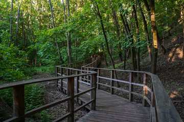 Eco path wooden walkway among trees in a forest in summerday