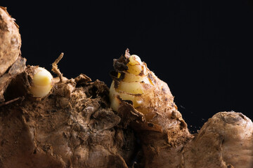 ginger detail isolated on black background, macro shoot