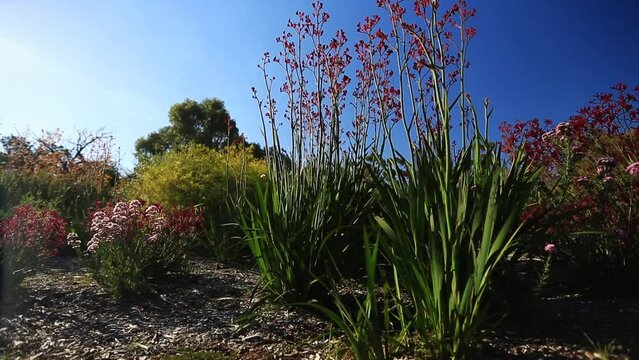 Beautiful full HD  footage of Australian native plant red Kangaroo paws blooming flowers in the early morning sunrise winter at King park botanic garden, Perth city, west of Australia