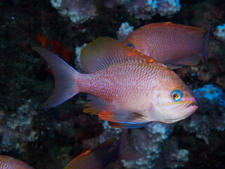 Fototapeta premium Underwater picture of anthias fishes in the Mediterranean sea