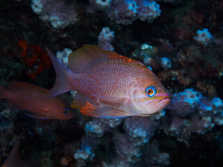 Underwater picture of anthias fishes in the Mediterranean sea