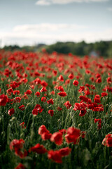 Sunny day at the red poppy field. Countryside landscape at the summer
