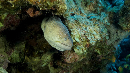 Close-up portrait of Moray peeks out of its hiding place. Yellow-mouthed Moray Eel (Gymnothorax nudivomer) Red Sea, Egypt
