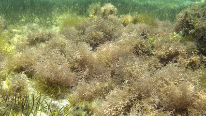 Dense thickets of red algae, brown algae and green seagrass in shallow water in the rays of sunlight. Underwater landscape, Red sea, Egypt