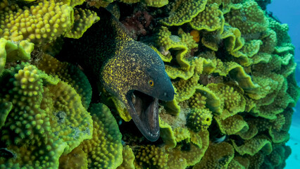 Yellow Edged Moray Eel (Gymnothorax flavimarginatus) peeks out of its Lettuce coral or Yellow...