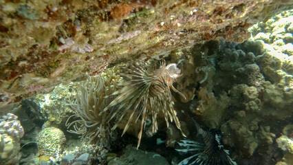 Common Lionfish or Red Lionfish (Pterois volitans) swims upside down under coral reef with its...