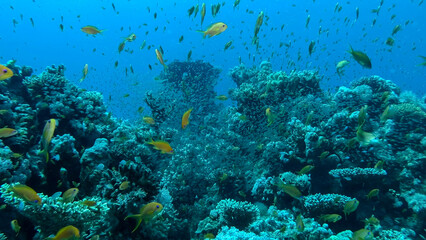 Fototapeta na wymiar Massive school of Lyretail Anthias (Pseudanthias squamipinnis) and Glassfish swims near coral reef. Underwater life on coral reef in the ocean. Red sea, Egypt