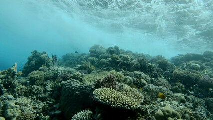 Storm waves above coral reef. Underwater shot. Red sea, Efypt