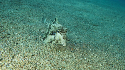 Close-up of Boxfish swims over sandy bottom. Thornback Boxfish or Camel Cowfish (Tetrosomus gibbosus), Red sea, Egypt