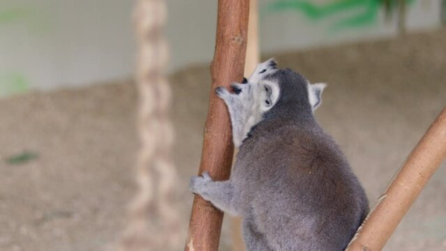 Lemurs primates in a zoo park,club.dome lemurs mammals washing their fur,legs, with tongue,sitting on wooden construction in a glass box.back view 4 k real time video