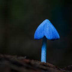 Entoloma hochstetteri, also known as blue mushroom, on forest ground. Vertical format.