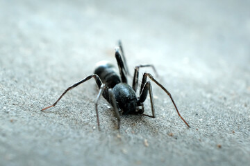 Macro of black ant on the ground isolated on grey background