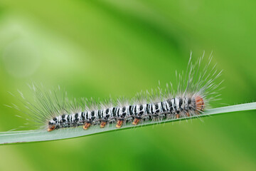 caterpillar on leaf