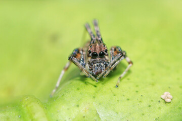 Jumper spider on leaf