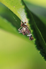 Jumper spider and egg on leaf