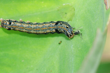 caterpillar on a leaf