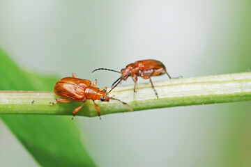 state potato beetle on leaf