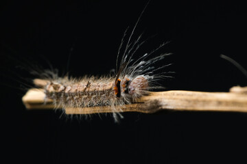 Hairy caterpillar on a stalk in close-up shot isolated on black background