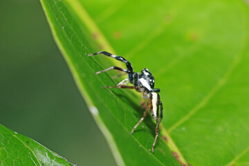 Jumper spider on leaf