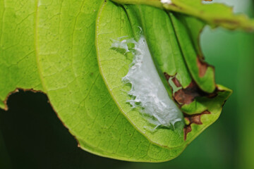 nest of insect on green leaf