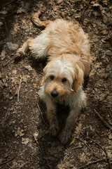 Naklejka na ściany i meble Dirty dog lies on forest path
